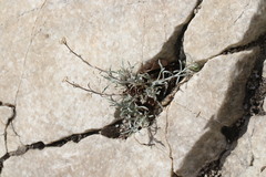 Erigeron parishii
