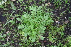 Rorippa sylvestris