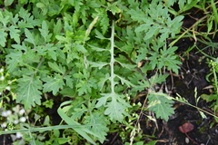 Rorippa sylvestris