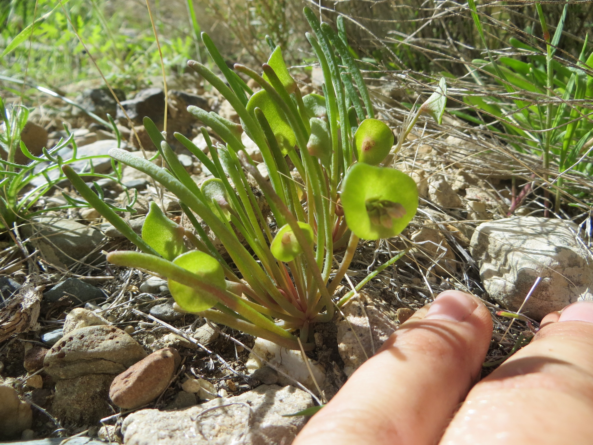 Claytonia parviflora ssp. utahensis