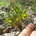 Claytonia parviflora utahensis - Photo (c) Tommy Stoughton, algunos derechos reservados (CC BY-NC), subido por Tommy Stoughton