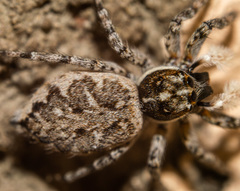 Menemerus semilimbatus