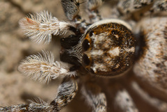 Menemerus semilimbatus