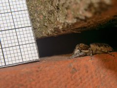 Menemerus semilimbatus