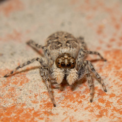 Menemerus semilimbatus