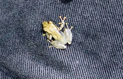 Guibemantis