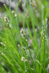 Carex spicata