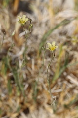 Eremogone macradenia