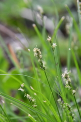 Carex spicata