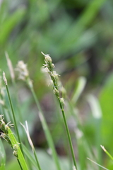 Carex spicata
