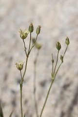 Eremogone macradenia