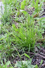 Carex spicata