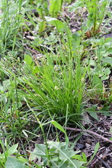 Carex spicata
