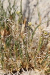 Eremogone macradenia