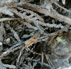 Ancylis unguicella
