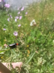 Silis ruficollis