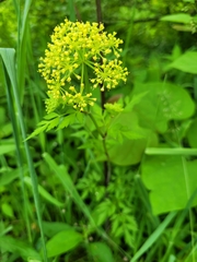 Polytaenia nuttallii