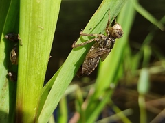 Cordulia aenea aenea