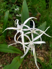 Hymenocallis acutifolia