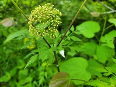 Polytaenia nuttallii