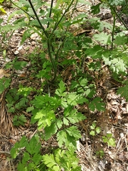 Chaerophyllum temulum