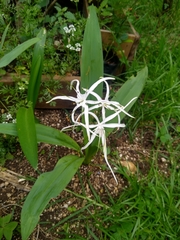 Hymenocallis acutifolia