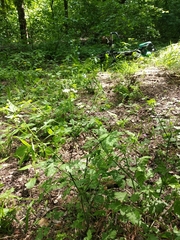 Chaerophyllum temulum