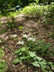 Chaerophyllum temulum