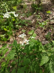 Chaerophyllum temulum