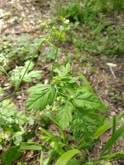 Chaerophyllum temulum