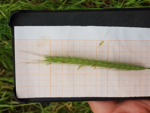 Hordeum bulbosum image