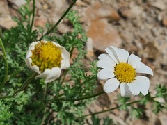 Tanacetum silaifolium