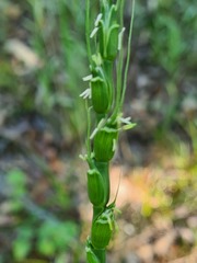 Aegilops tauschii
