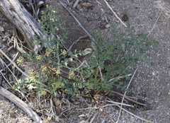 Tauschia parishii