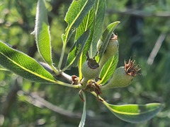 Pyrus salicifolia