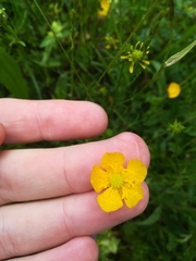 Ranunculus acris