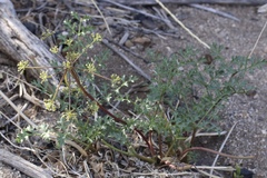 Tauschia parishii