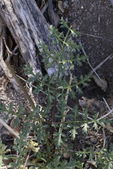 Tauschia parishii