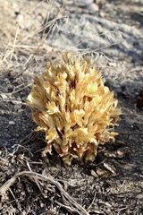 Aphyllon californicum feudgei