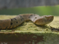 Bothrops moojeni