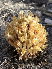 Aphyllon californicum feudgei