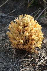 Aphyllon californicum feudgei