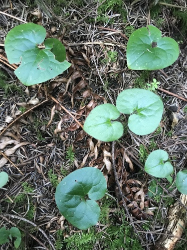 British Columbia Wild Ginger foliage