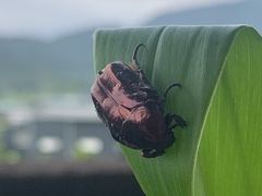 Protaetia orientalis