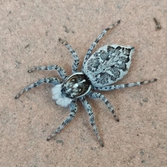 Menemerus semilimbatus