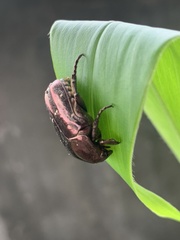 Protaetia orientalis