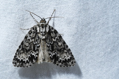Acronicta fragilis