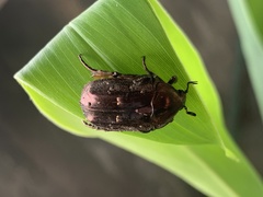 Protaetia orientalis
