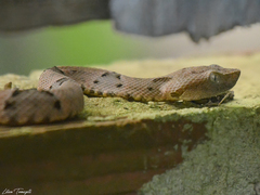 Bothrops moojeni