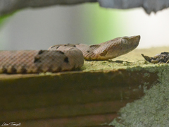 Bothrops moojeni